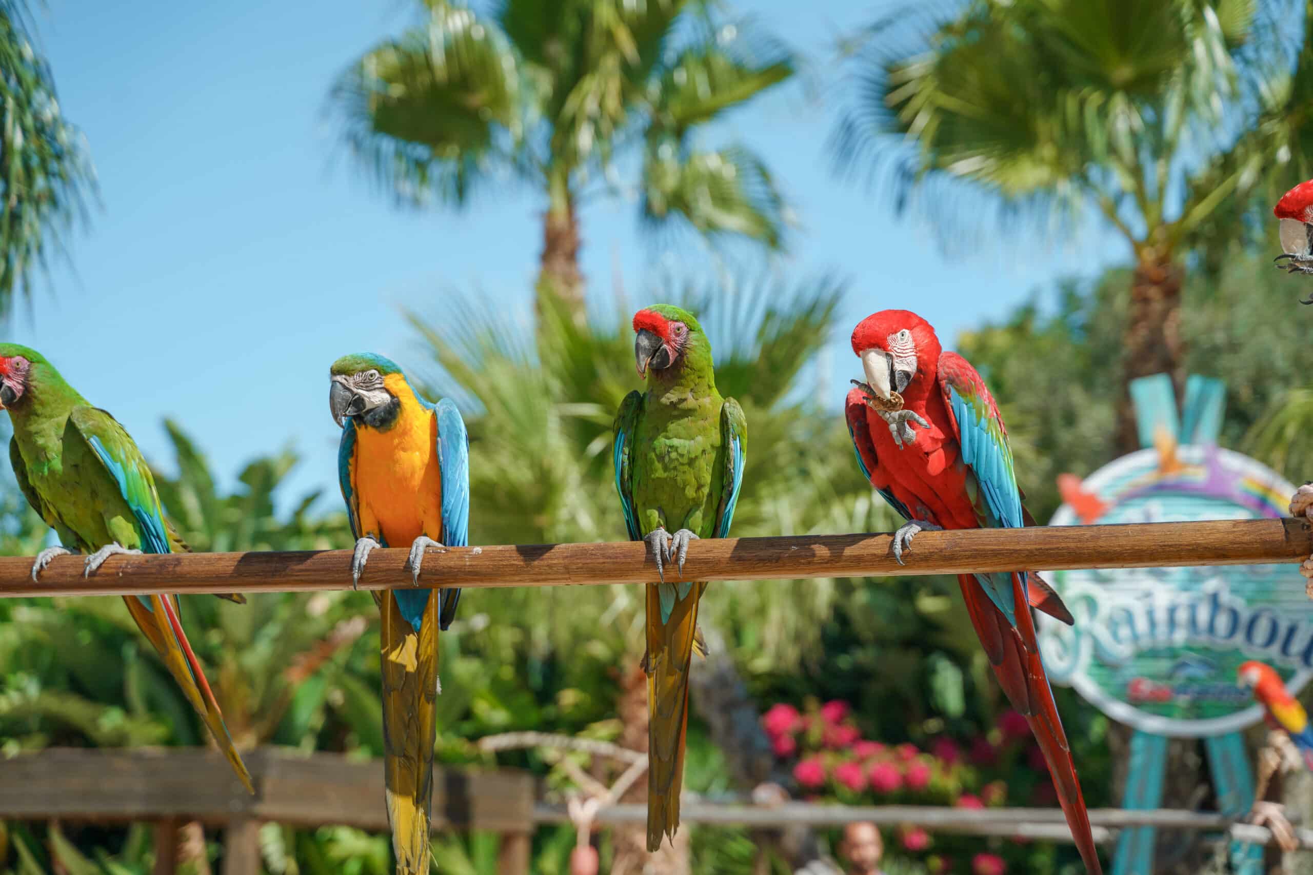 Zoomarine birds|Zoomarine to reopen with new attractions