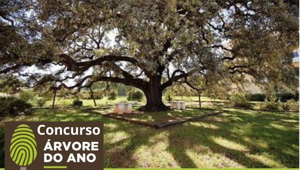 Tree of the Year