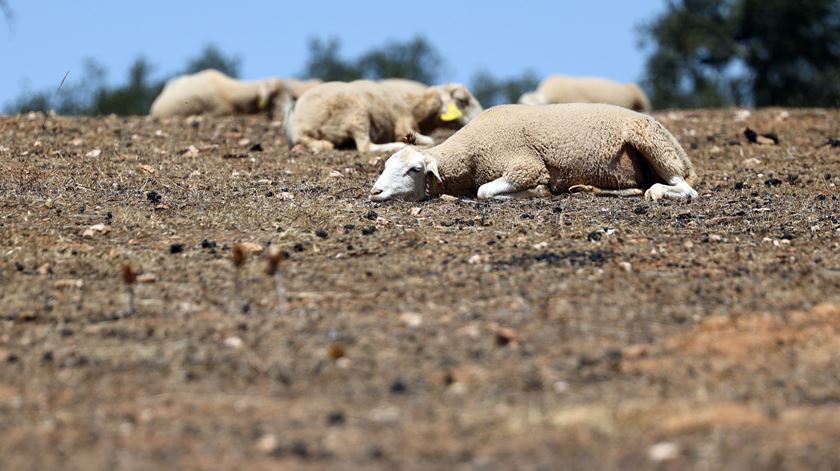 This is a drama that will have untold repercussions... image: Lusa, earlier this summer in the Alentejo