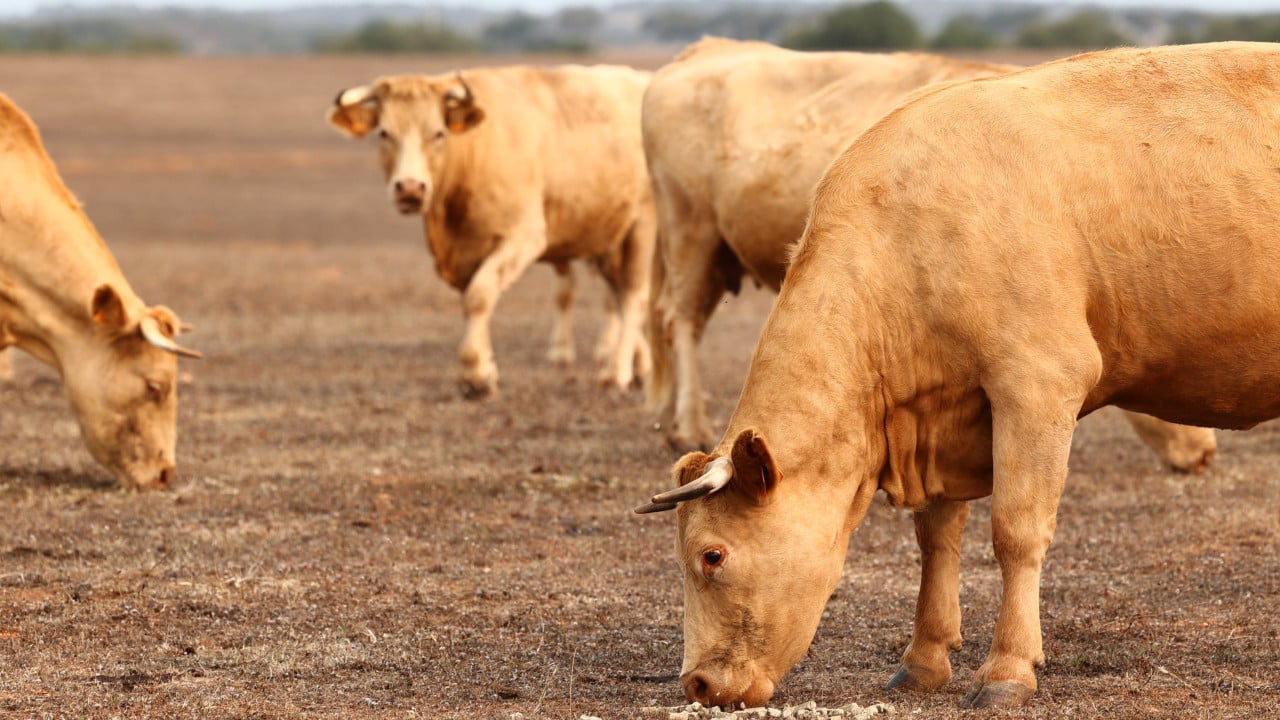 cows