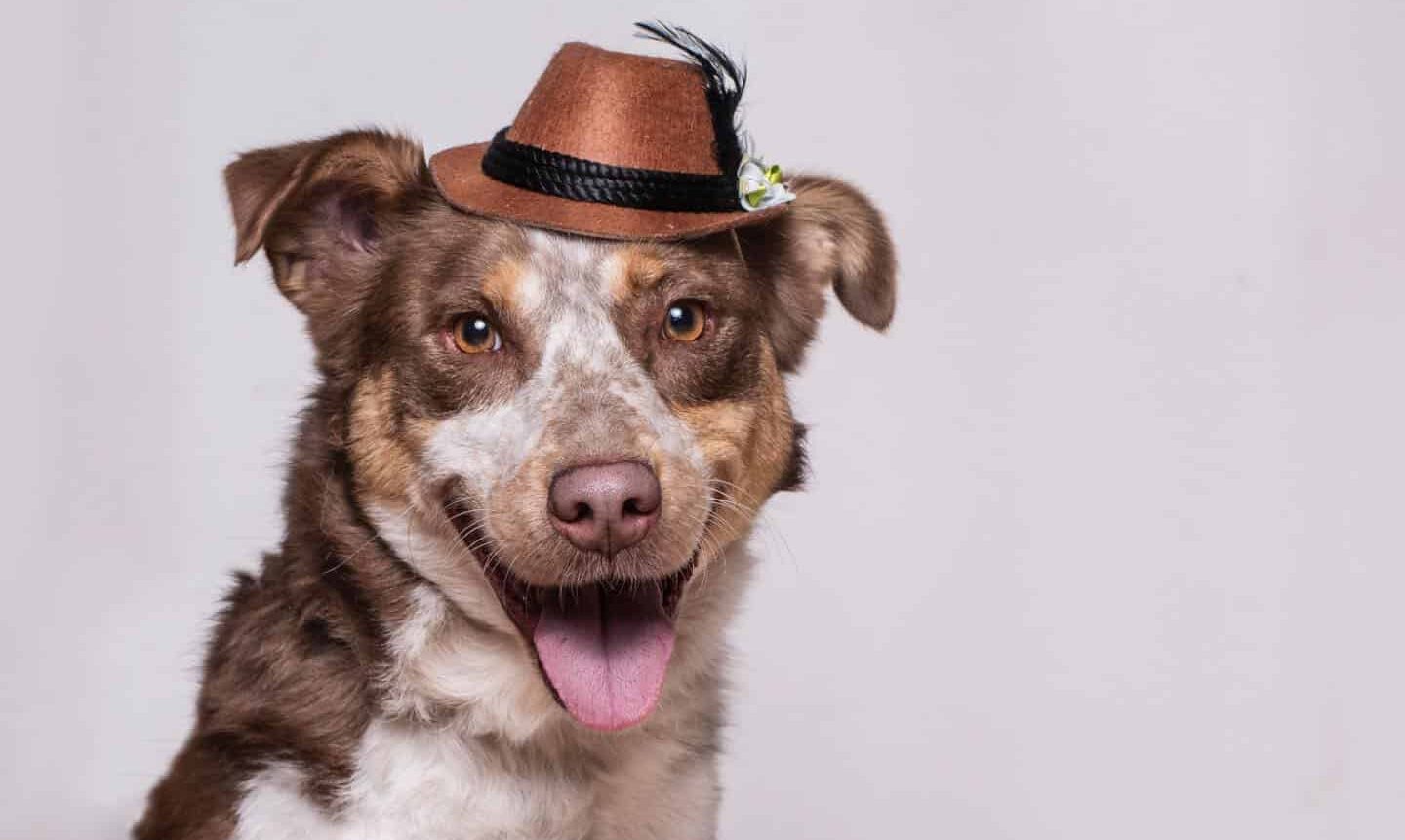 happy dog with hat