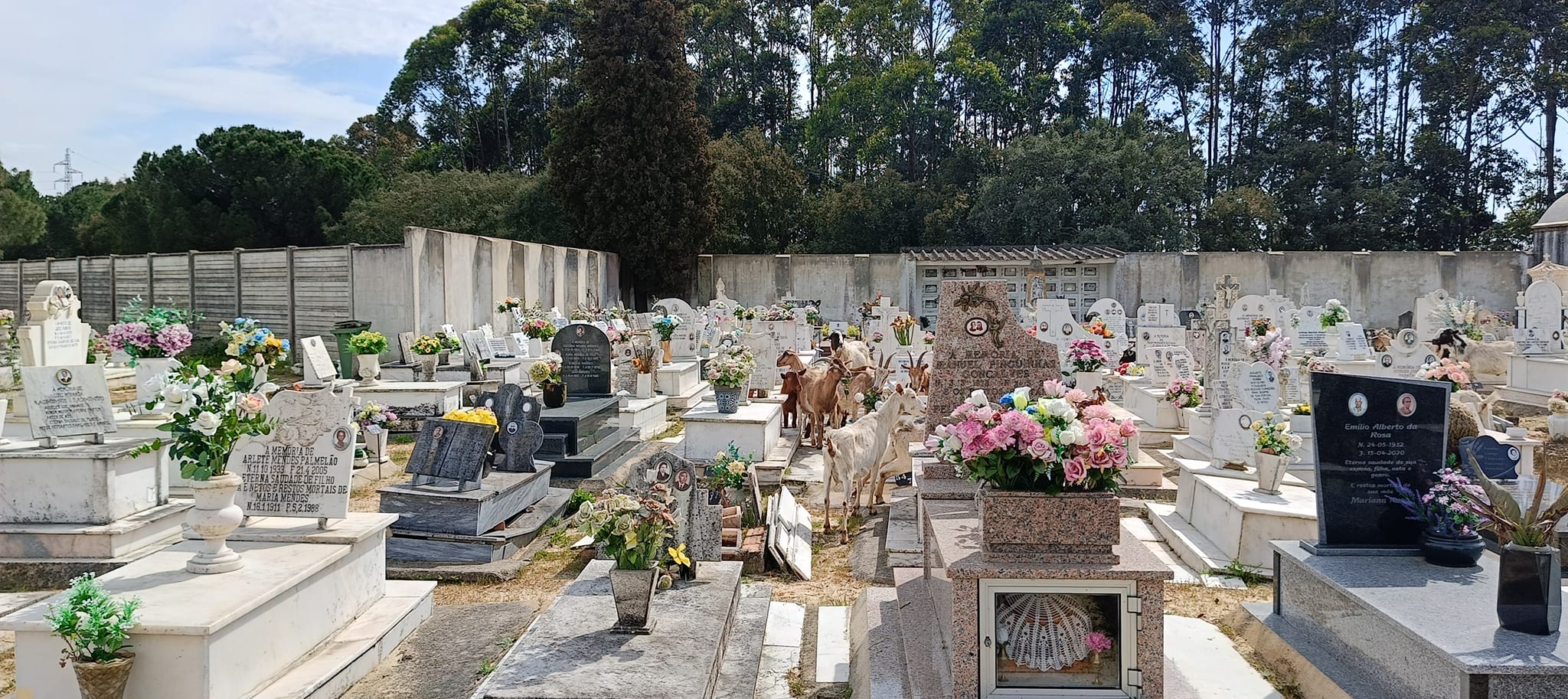 Goats invade Barreiro cemetery; eat flowers left on graves|New homeless strategy to include Roma population