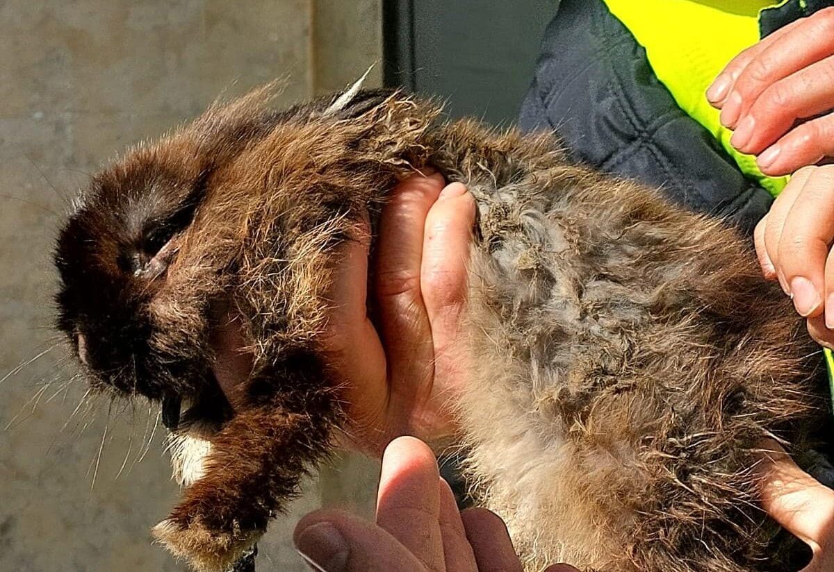 Police help ‘rescue’ beggars’ dwarf rabbits