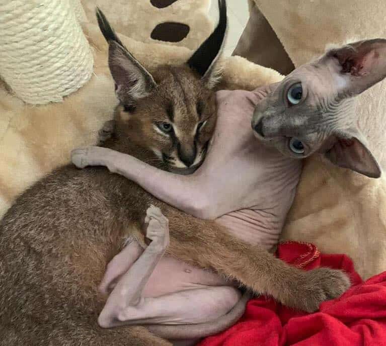 Bores, the desert lynx, is on his way home!