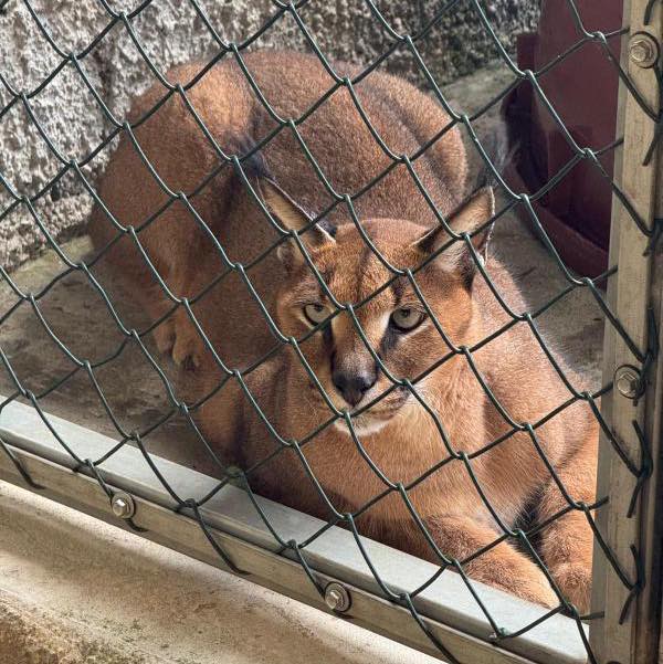 Thousands sign petition urging severely depressed lynx’s return to owner