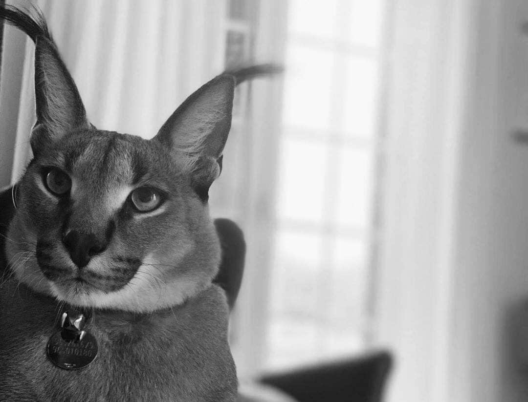 Bores’ tragic ‘return home’: “never recovered from tranquilization”|Bores’ tragic ‘return home’: “never recovered from tranquilization”