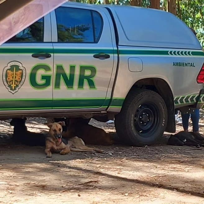 ComRaça Equipa de Resgate Animal says it has been trying to shut down this ´kennel' since 2018. Image: Facebook|‘Kennel’ keeping dozens of animals in deplorable conditions “continues to take in strays”|‘Kennel’ keeping dozens of animals in deplorable conditions “continues to take in strays”
