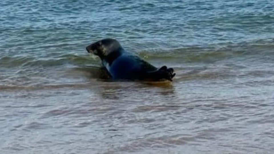 Grey seal spotted in Cascais and Oeiras