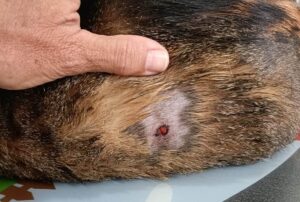 Renowned surgeon’s shooting of cat ends in ‘worst possible way’