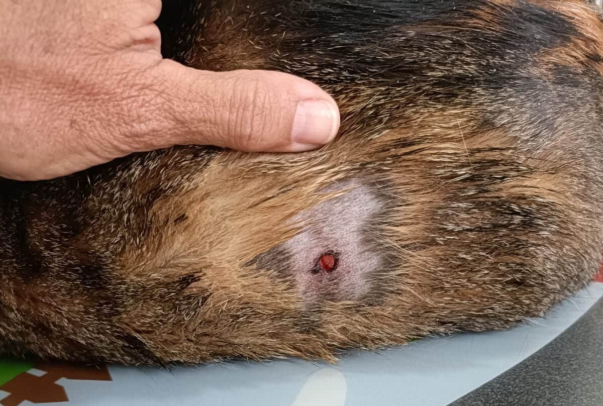 In so many ways Portugal has moved light years in recent years in its approach to animal welfare. But there are still these awful stories, which make no sense at all. Image: One of the wounds caused by the air gun/ Facebook