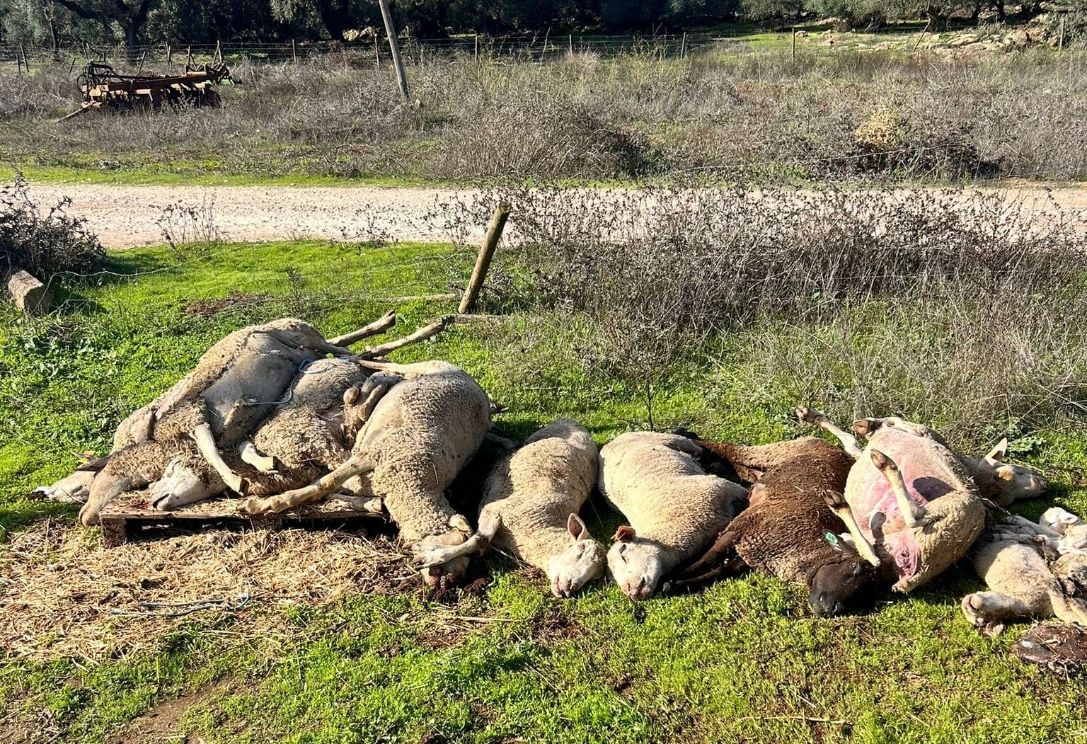 Sheep (and lambs) have been dying at such a rate that official collection services have not been able to keep up with demand for their services. Image: Facebook