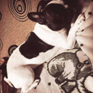 French bulldog ‘saves’ 63-year-old owner, lost for four days