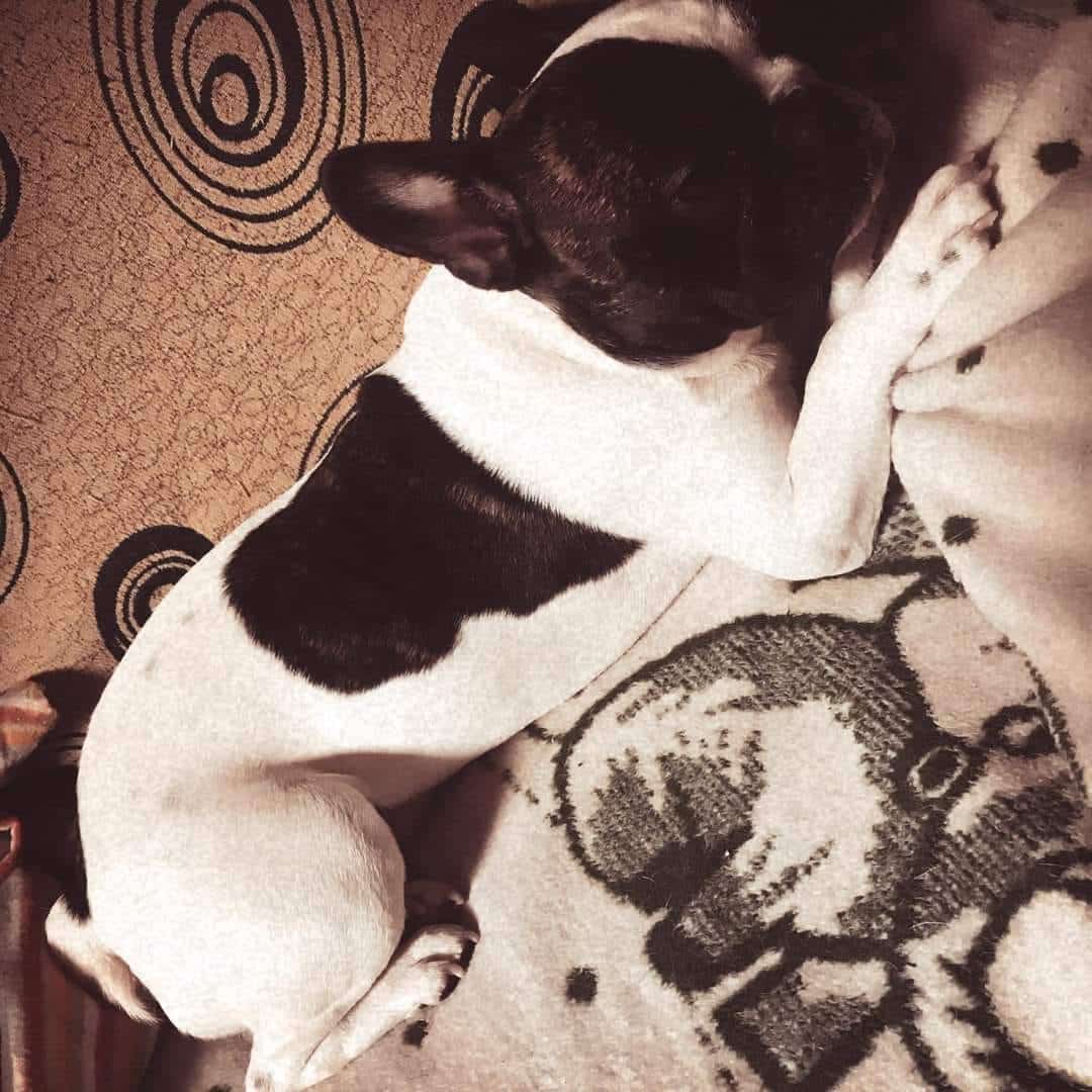 French bulldog ‘saves’ 63-year-old owner, lost for four days