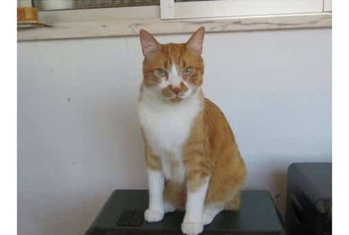 Cat lost following road accident