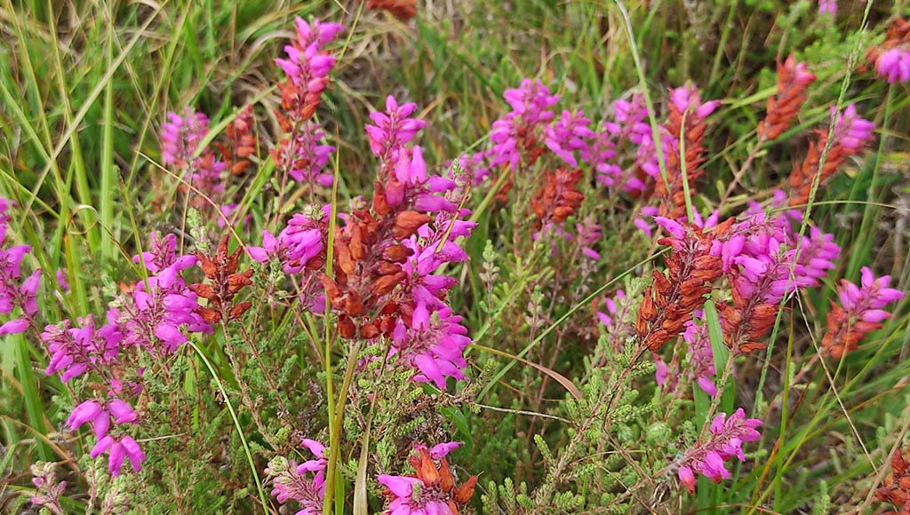 Erica ciliaris is also known as 'Dorset heath'