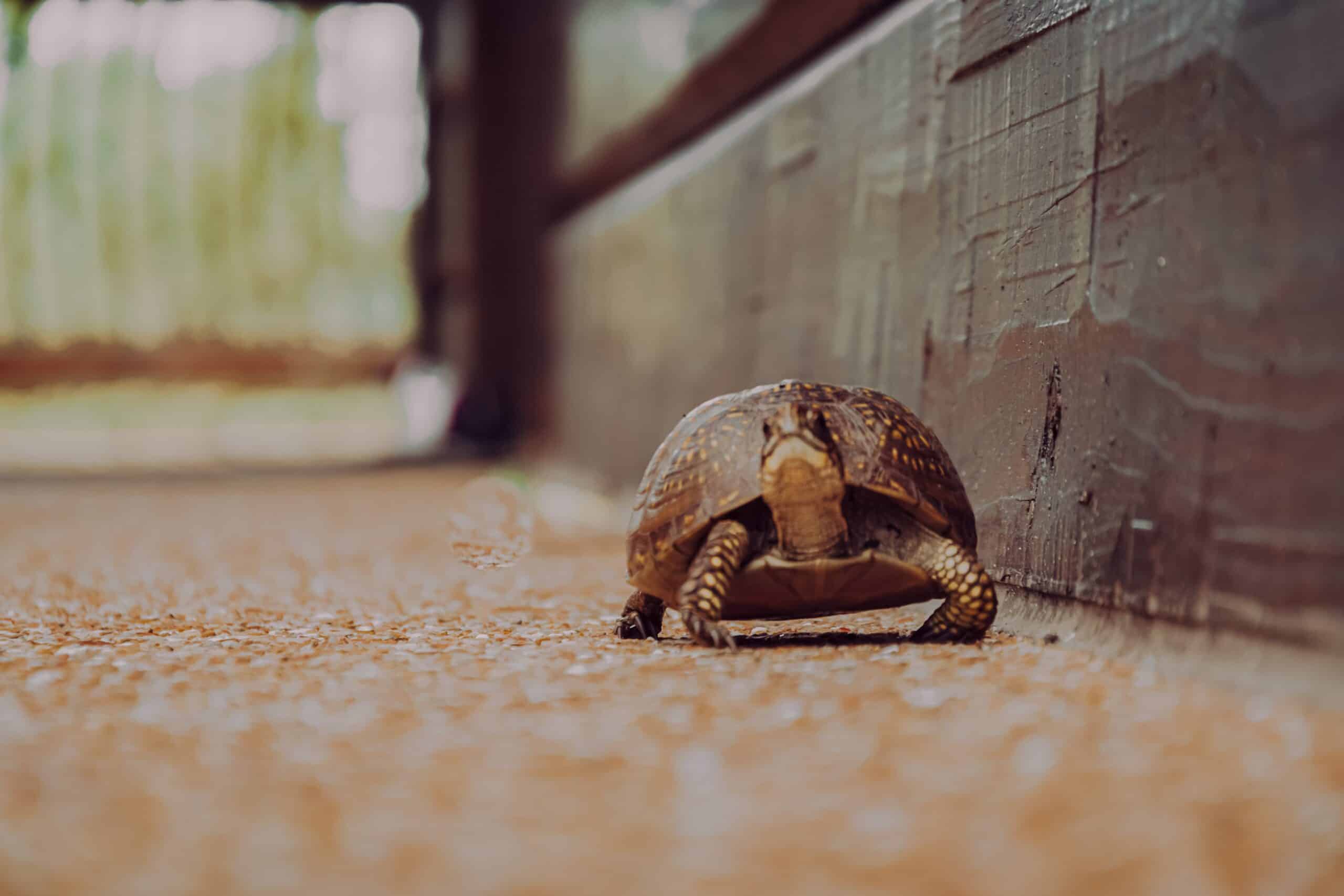 turtle