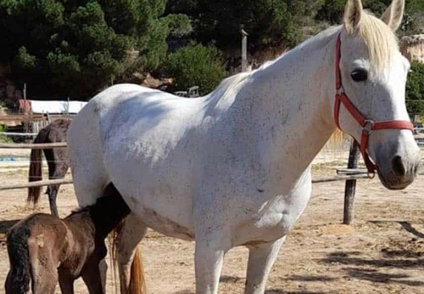 Almancil riding centre seeks help to rebuild after fire|Almancil riding centre seeks help to rebuild after fire|Almancil riding centre seeks help to rebuild after fire|Almancil riding centre seeks help to rebuild after fire