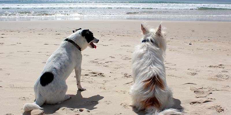 PAN calls for “at least two dog-friendly beaches” in Algarve