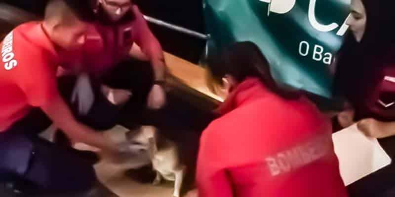 Firefighters “assist” at whelping of pups
