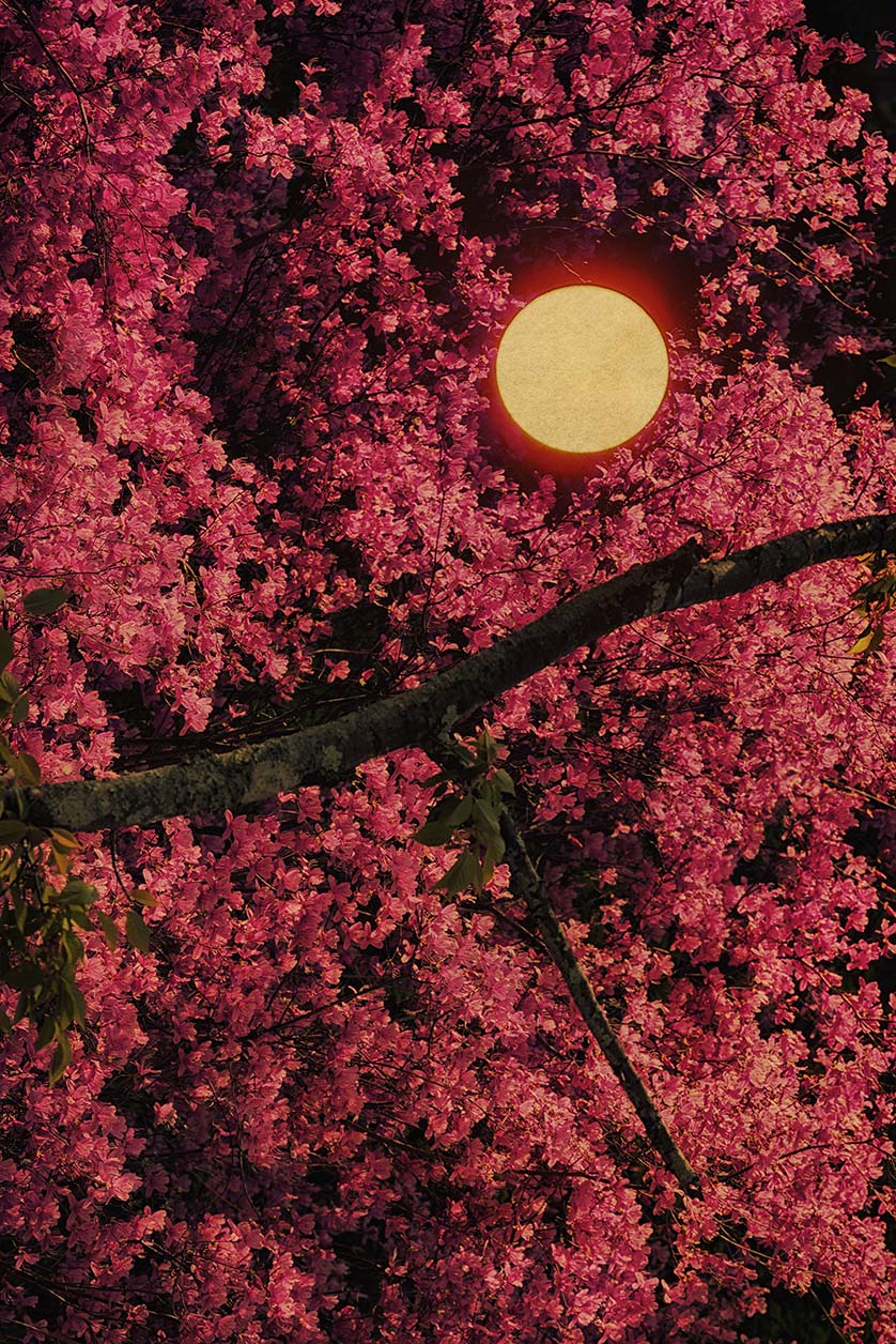 Pink Albarran Cabrera art