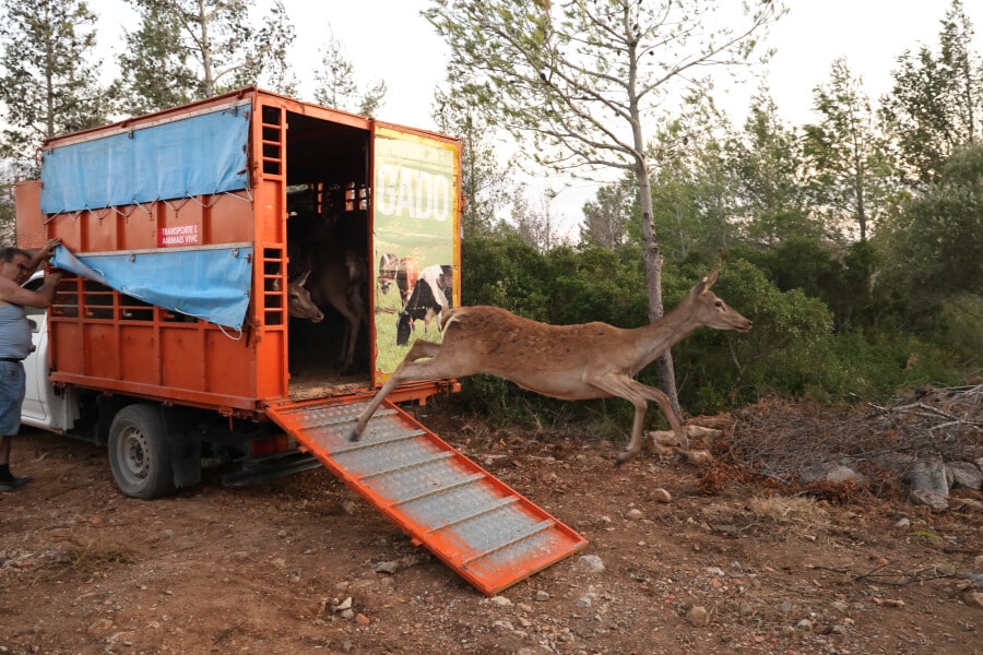Red deer return to Sintra-Cascais Natural Park after 500 years|Red deer return to Sintra-Cascais Natural Park after 500 years