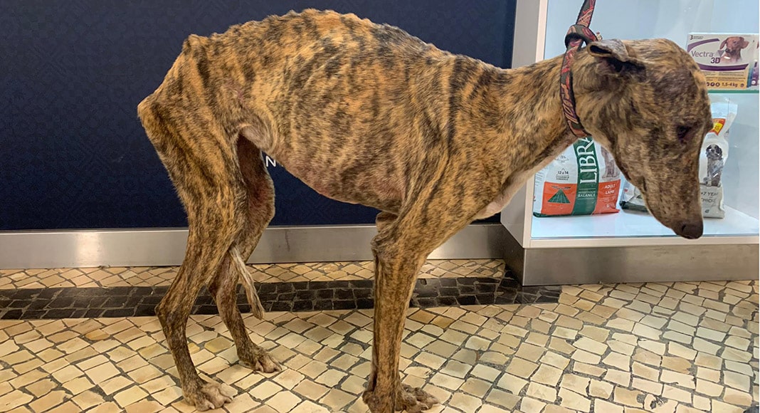 Starving greyhounds: animal associations warn ‘there are many, many others’