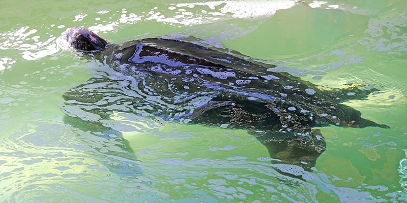 Rescued turtle refuses to eat as Zoomarine urges fishermen to catch jellyfish