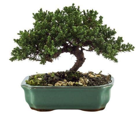 9835-bonsai-procumbes-05-anos-227.jpg
