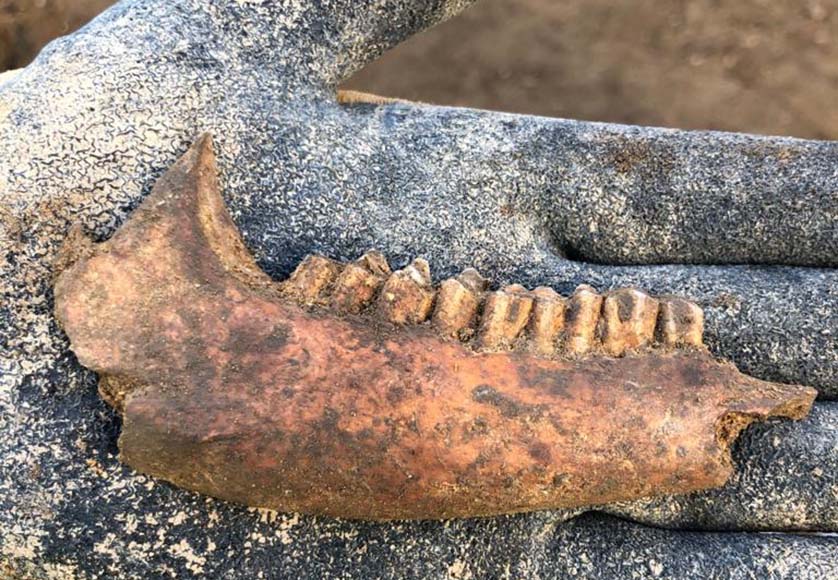 Herbivore Mandibule|Boca do Rio, Roman site|Dog skeleton|Excavation site at Avenida da Republica (Faro)|Location of the sites