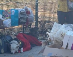 “Great need to provide urgent support to pets”