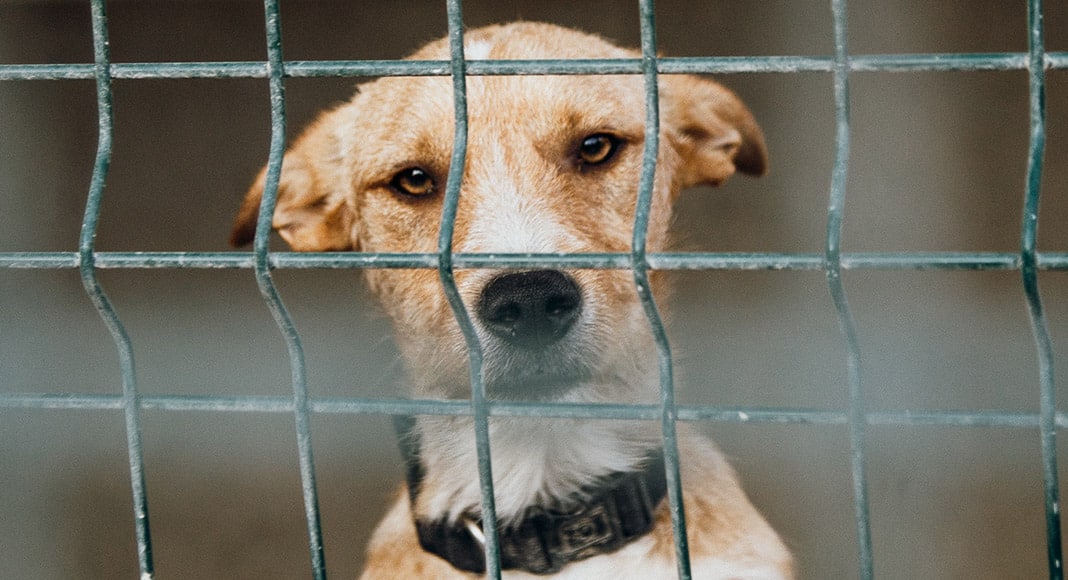 Mar Shopping to help find forever homes for animals