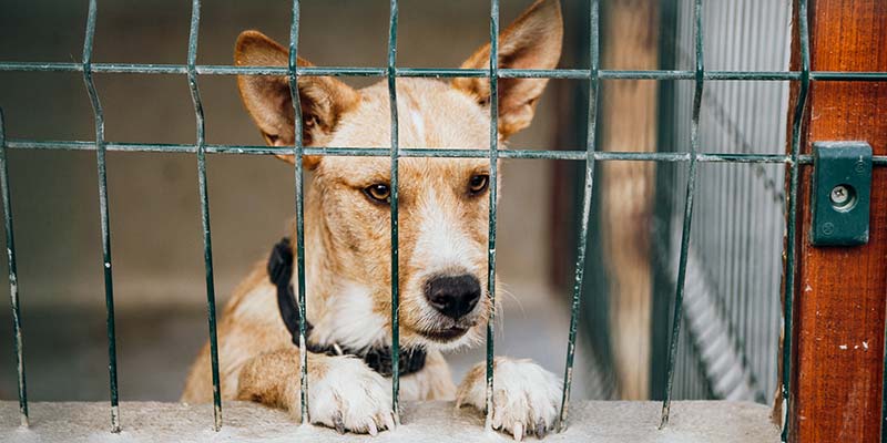 Animal Rescue Algarve to open charity shop in Almancil this Saturday