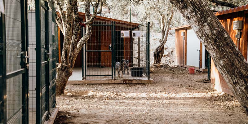 Groundbreaking kennels face demolition
