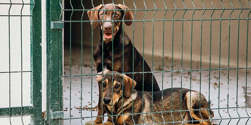 Groundbreaking kennels face demolition