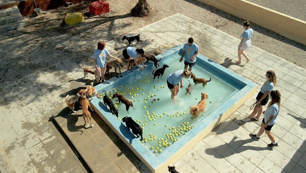 ARA water park (where workers and canines can intereact and play)|ARA-APAA sign up (João, Anita, Sid and Jenny at Cabanita ARA’s shelter)