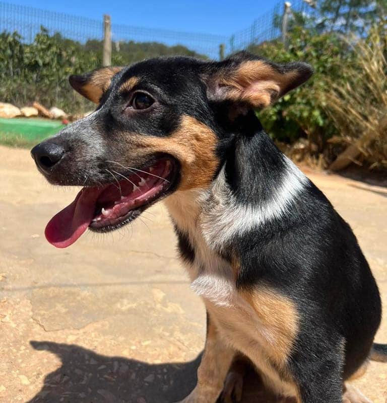 Pet Corner - AWOL, Pop-Ups, deccies and chips|Pet Corner - AWOL, Pop-Ups, deccies and chips|Puppy looking for home