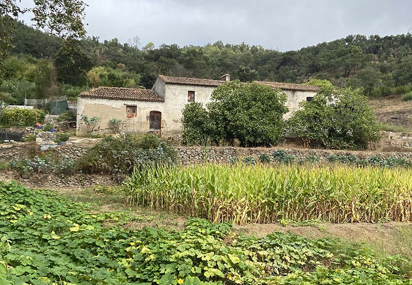 Abandoned farmhouse near the start of the walk|Burnt oaks from the 2018 fire|Cork oaks with the cork just removed|Medronho (arbutus unedo) berries|The top of Picota from the walk
