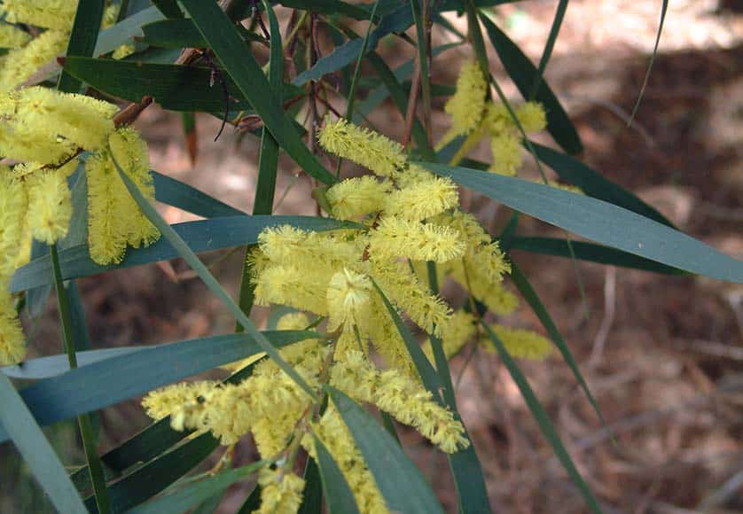 Acacia longifolia|Pampas grass - Photo JLPC - WIKIPEDIA|The galls on acacias|Water hyacinth