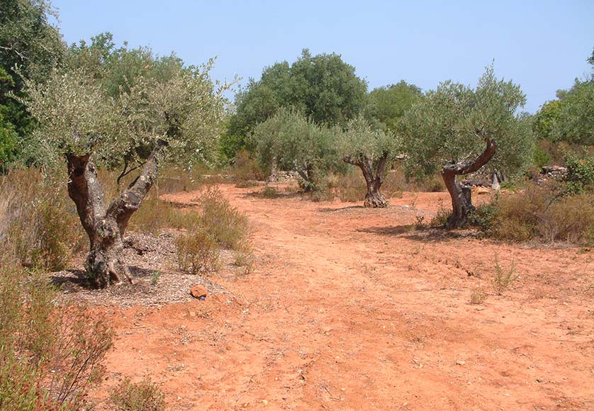 Garden Before regeneration