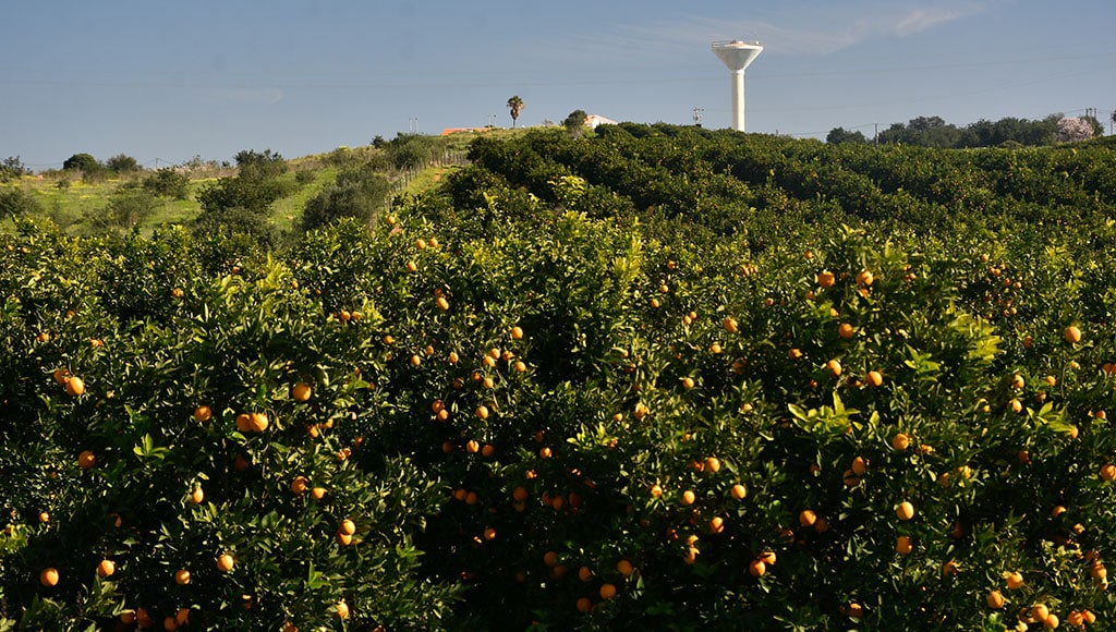 Agricultura e Água - Foto BFP