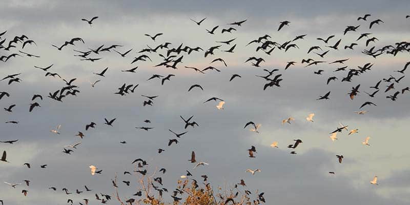 Glossy ibis remains faithful to Alagoas Brancas|Glossy ibis remains faithful to Alagoas Brancas