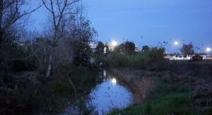 ‘Saving Alagoas Brancas’: associations file injunction