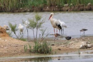 Lagoa Council buys Alagoas Brancas land