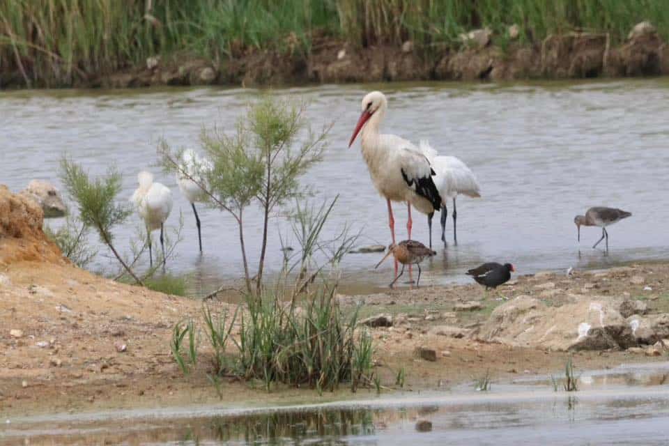 Lagoa Council buys Alagoas Brancas land