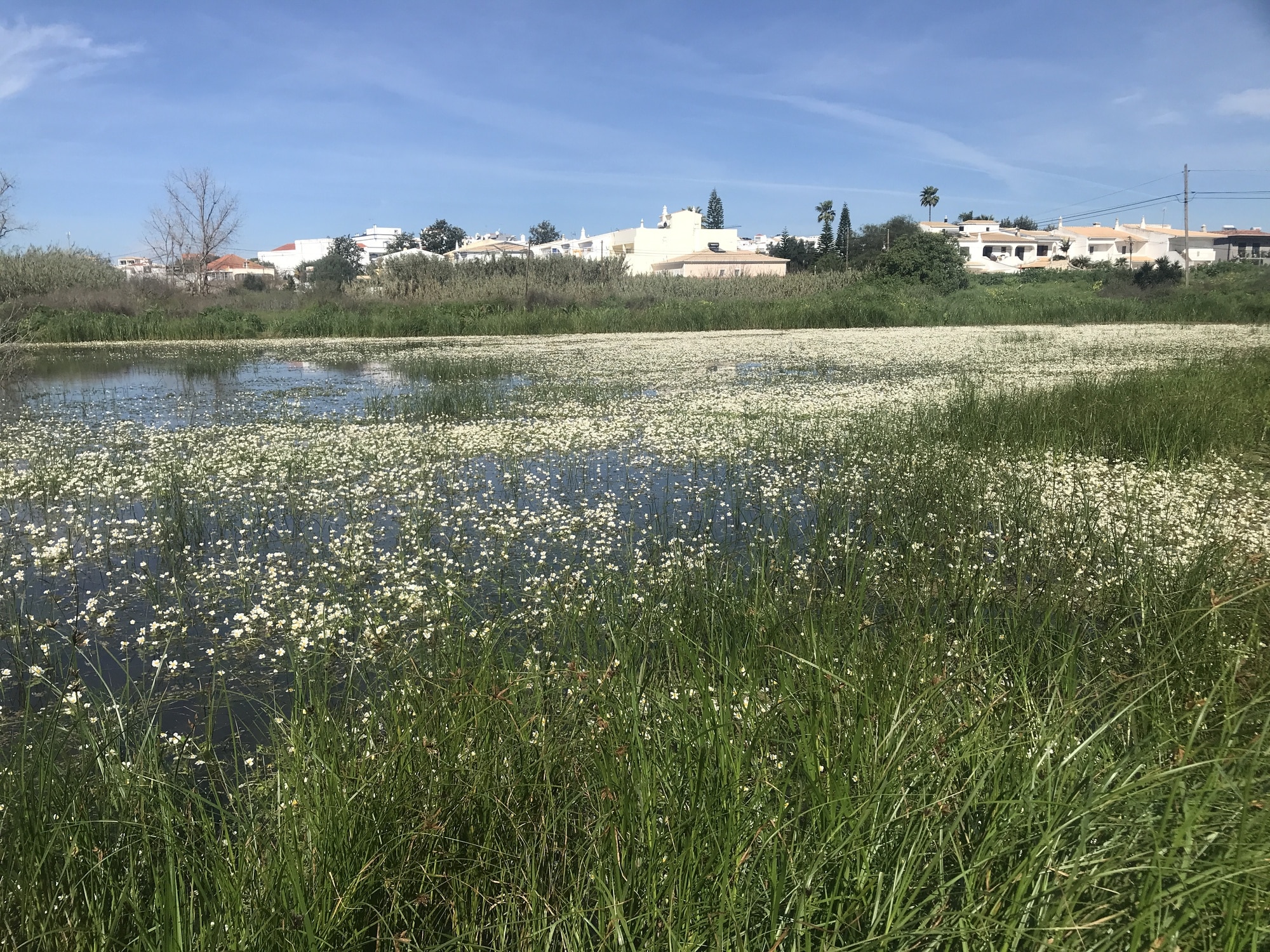 Future of Alagoas Brancas to be discussed in Lagoa