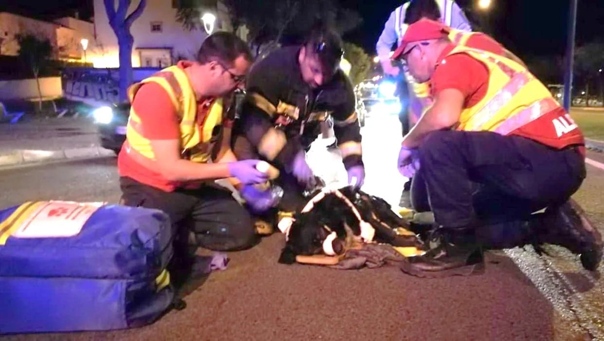 Albufeira firefighters assist 54 animals since start of year