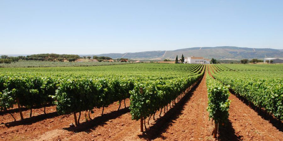 Alentejo wine tourism sees 27% increase in visitors