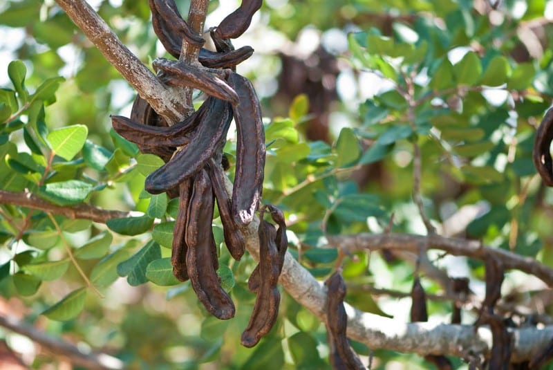 Alfarrobeira - Carob