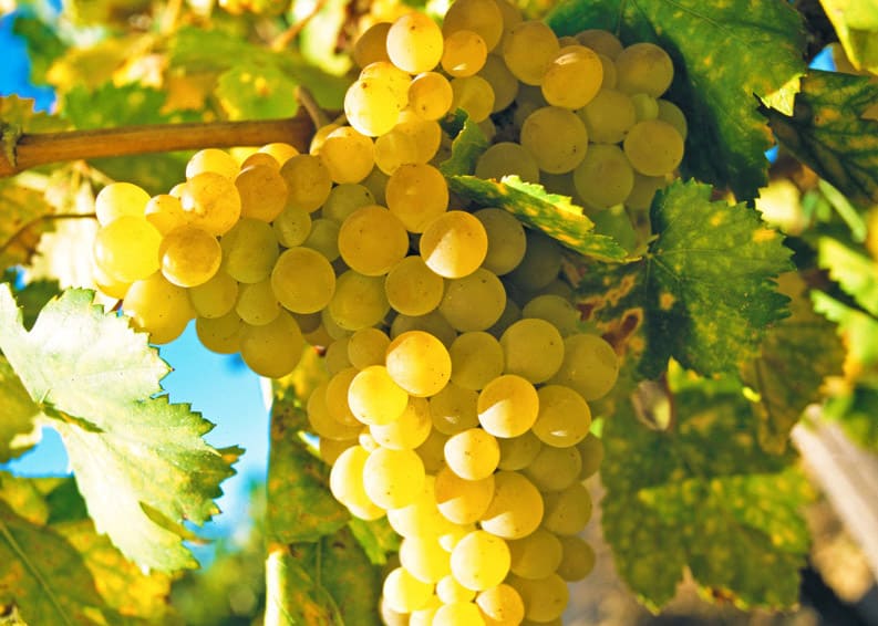 Algarve White Wine- Quinta dos Vales|Prestigious Terroir - Quinta dos Vales|Work in the Vineyard - Quinta dos Vales