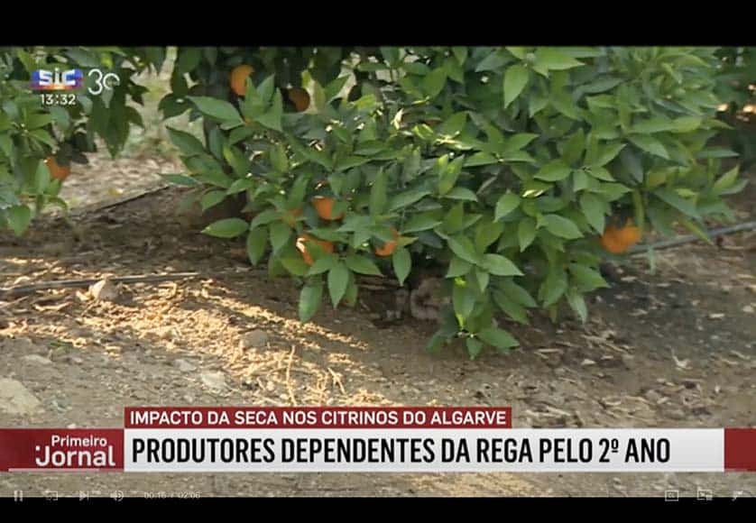 Algarve citrus producers foresee drop in production due to drought
